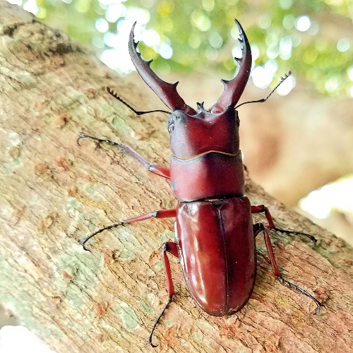 クワガタ写真 30